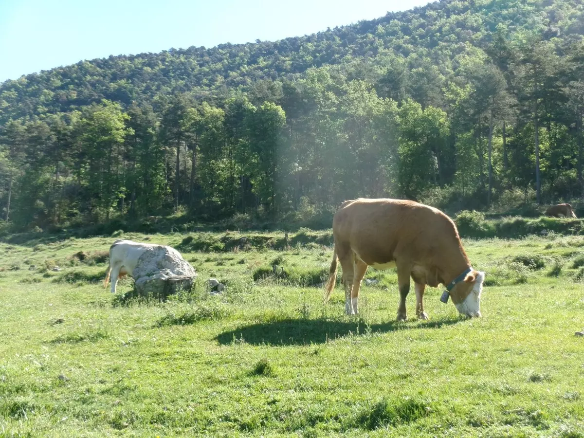 Terradelles Rural