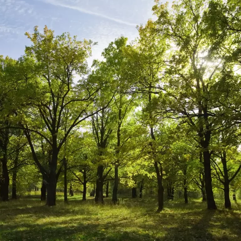 Bosque en calma transmite paz